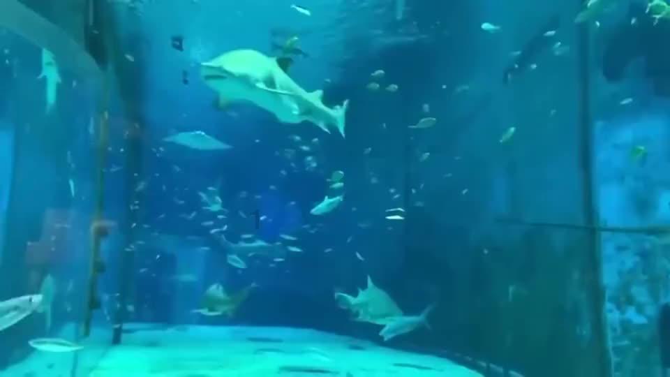 小猫钓鱼游戏龙王版有船